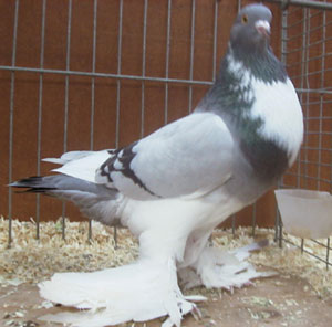  Ash Blue Pied