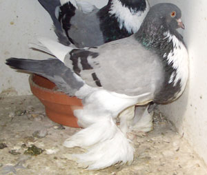  Ash Blue Pied