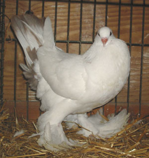 Tail Marked Red