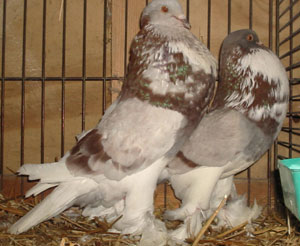  Ash Red Pied