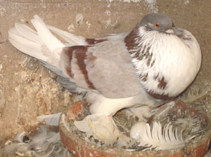  Ash Red Pied