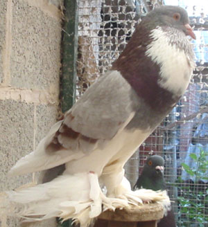  Ash Red Pied