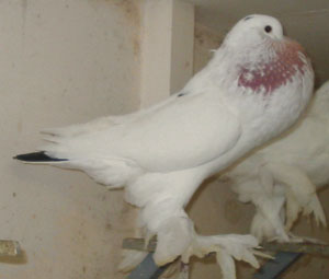  Tail Marked Black