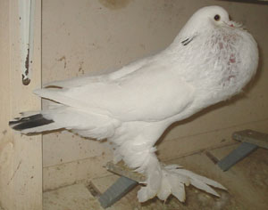  Tail Marked Black