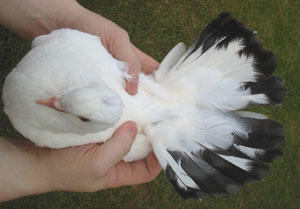  Tail Marked Black