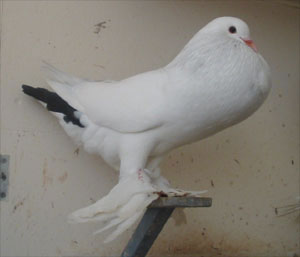  Tail Marked Black