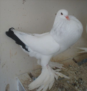  Tail Marked Black