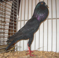 Brünner Kröpfer Schwarz Brünner Kröpfer Schwarz
