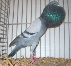 Brünner Kröpfer Blau mit schwarzen binden Brünner Kröpfer Blau mit schwarzen binden