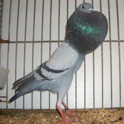 Brünner Kröpfer Blau mit schwarzen binden Brünner Kröpfer Blau mit schwarzen binden