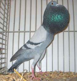 Brünner Kröpfer Blau mit schwarzen binden Brünner Kröpfer Blau mit schwarzen binden