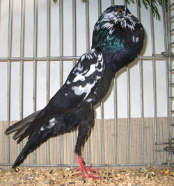 Brünner Kröpfer Schwarz Tiger Brünner Kröpfer Schwarz Tiger