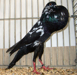 Brünner Kröpfer Schwarz Tiger Brünner Kröpfer Schwarz Tiger
