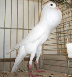 Brünner Kröpfer Weiss Brünner Kröpfer Weiss