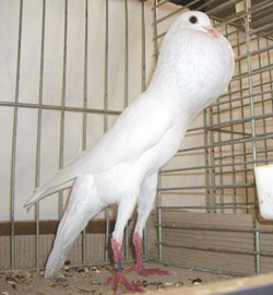 Brünner Kröpfer Weiss Brünner Kröpfer Weiss