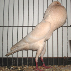 Brünner Kröpfer Isabellfarbig Brünner Kröpfer Isabellfarbig