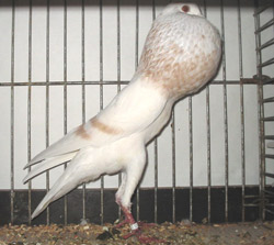 Brünner Kröpfer Gelbfahl Schimmel Brünner Kröpfer Gelbfahl Schimmel