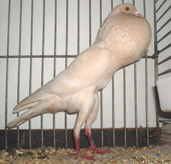 Brünner Kröpfer Isabellfarbig Brünner Kröpfer Isabellfarbig
