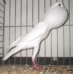Brünner Kröpfer Weiss Brünner Kröpfer Weiss