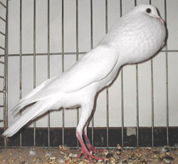 Brünner Kröpfer Weiss Brünner Kröpfer Weiss