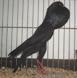 Brünner Kröpfer Schwarz Brünner Kröpfer Schwarz
