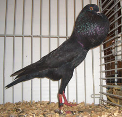 Brünner Kröpfer Schwarz Brünner Kröpfer Schwarz
