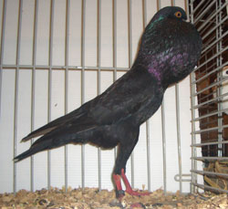 Brünner Kröpfer Schwarz Brünner Kröpfer Schwarz