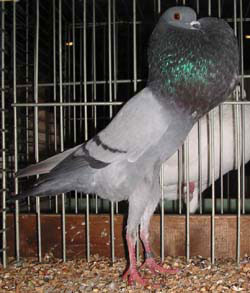Brünner Kröpfer Blau mit schwarzen binden Brünner Kröpfer Blau mit schwarzen binden