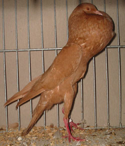 Brünner Kröpfer Gelb Brünner Kröpfer Gelb