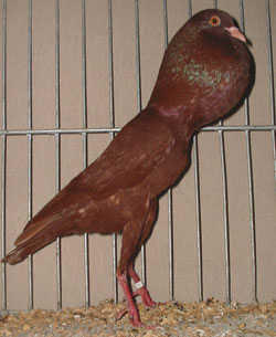 Brünner Kröpfer Rot Brünner Kröpfer Rot
