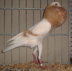 Brünner Kröpfer Gelbfahl Brünner Kröpfer Gelbfahl