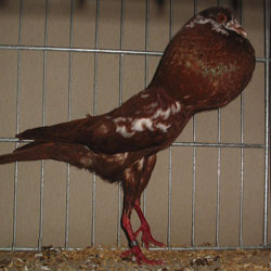 Brünner Kröpfer Rot Tiger Brünner Kröpfer Rot Tiger