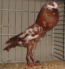 Brünner Kröpfer Rot Tiger Brünner Kröpfer Rot Tiger