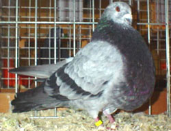 Blauwschimmel Blauwschimmel