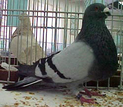  Blauw zwartgeband