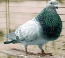  Blauw zwartgeband