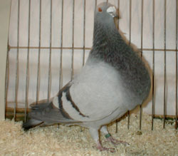  Blauw zwartgeband