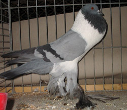  синий