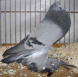 синий синий