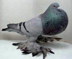 синий синий