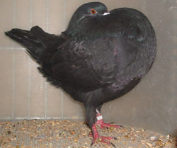 Schwarz Schwarz