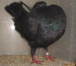 Schwarz Schwarz
