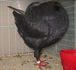 Schwarz Schwarz