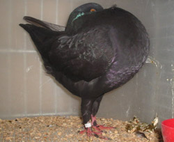 Schwarz Schwarz