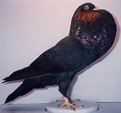  Schwarz