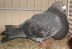  синий