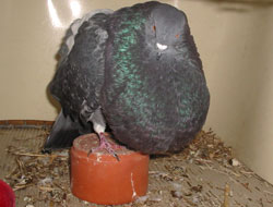  Rood Gekrast