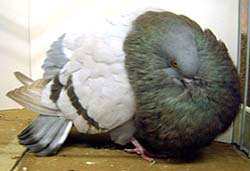  Blauw zwartgeband