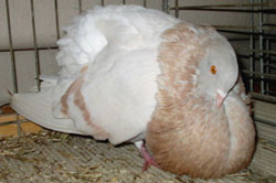  Geelzilver