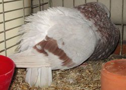  Roodzilver